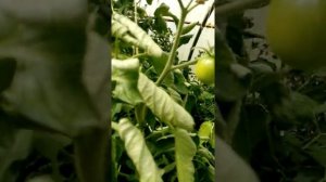 Томат сорта Цыган.