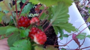 КНЯЖЕНИКА.Ягода сорт ПИМА в Питомнике Княженики созрела в Москве 21 июня 2019.