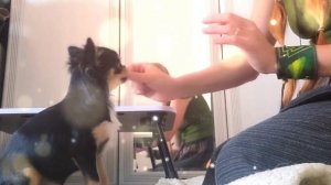 Занятие с щенком, интеллект Чихуахуа 5 месяцев