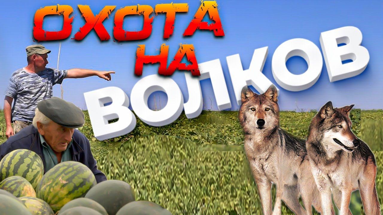ОХОТА НА ВОЛКОВ. волки нападают. смотреть онлайн