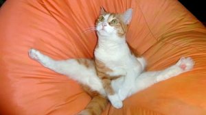 СМЕШНЫЕ КОШКИ ? Приколы с котами #7