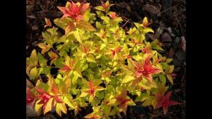 Декоративные кустарники | Спирея | Пузыреплодник