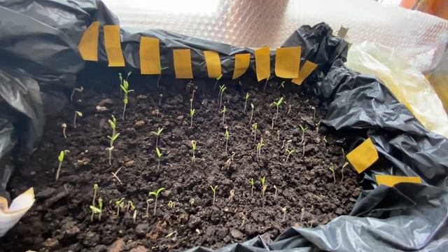 Выращивание рассады / мои секреты / первые всходы смотреть онлайн