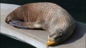 Amazing and Cool Photoshop Animals