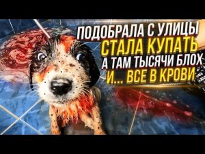 ШОК я не ожидала от подобранного щенка ТАКОГО УЖАСА при купании