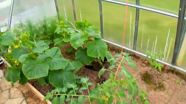 Теплица в апрреле. смотреть онлайн