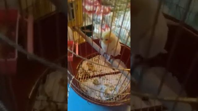 ПЕРВАЯ ПРОГУЛКА ПОПУГАЯ КОРЕЛЛА  Что важно знать 1