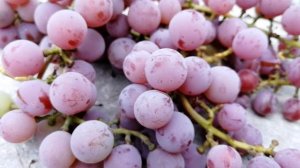 Саженцы винограда Люсиль Питомник Садоград