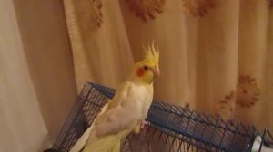 Попугай корелла размахивает крыльями