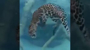 Ягуар демонстрирует насколько хорошо он приспособлен к воде