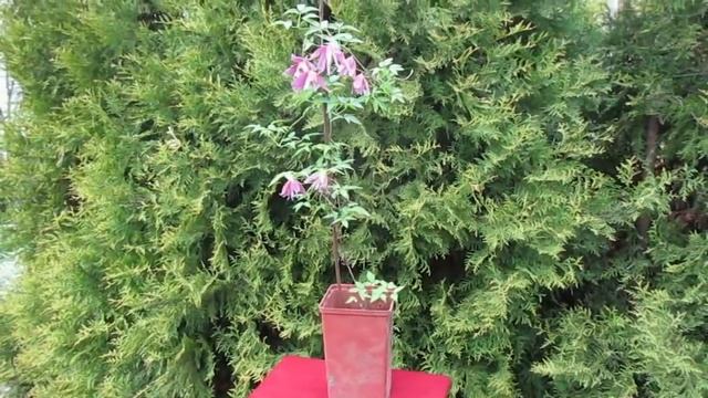 12 05 19г Княжик «Констанс» смотреть онлайн