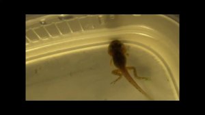 04.Головастики