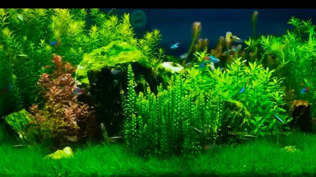 MUSIC ? МУЗЫКА ДЛЯ СНА. Релаксация перед сном #relaxing #relaxingmusic #somerelax смотреть онлайн