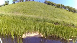 Змееголов в начале июня