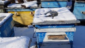 Как выглядит нозематос у пчел и ранний расплод зимой