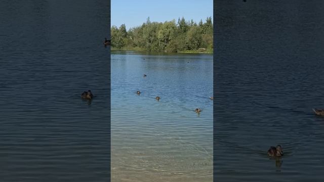 Озеро Пермяковское смелый утёнок в чужой компании