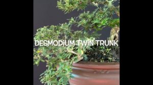 Desmodium moods