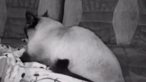 Сиамская кошка  , очень смешно!!! FUNNY CATS THE BEST