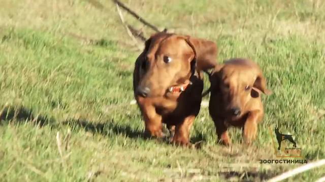 Передержка ForDogs. Самара. Тольятти: наш гость - .Афина и Бенс таксы смотреть онлайн