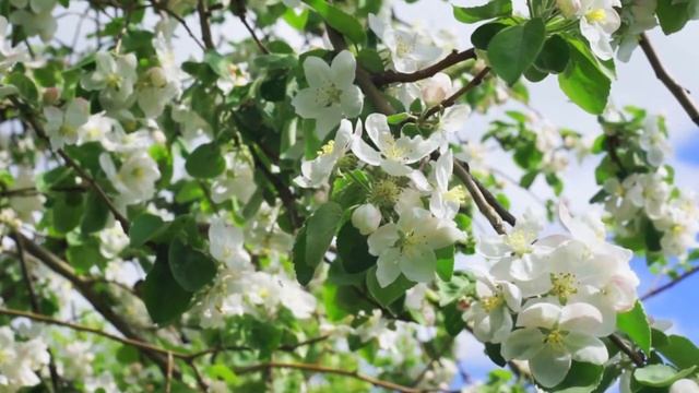 Сегодня День, когда Ритм Жизни уловив, Синхронным став с ЕЁ биеньем Пульса смотреть онлайн