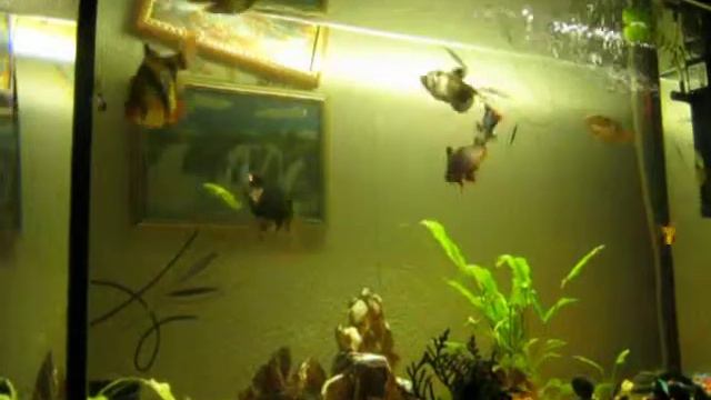 барбусы игра смотреть онлайн