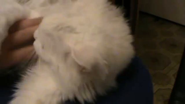 моя кошка смотреть онлайн