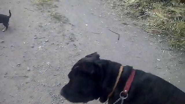 три богатыря и дядька Черномор-Шамрай )))))))))))))