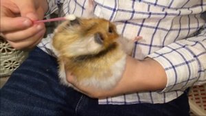 Как вылечить глазик хомяку?