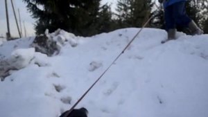 Мила ждет Хозяина и мечтает о Доме