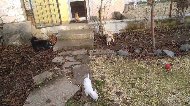 28 декабря 2020 года ,13 градусов тепла СИМФЕРОПОЛЬ Крым Кастропуло продам щенков чихуахуа смотреть онлайн