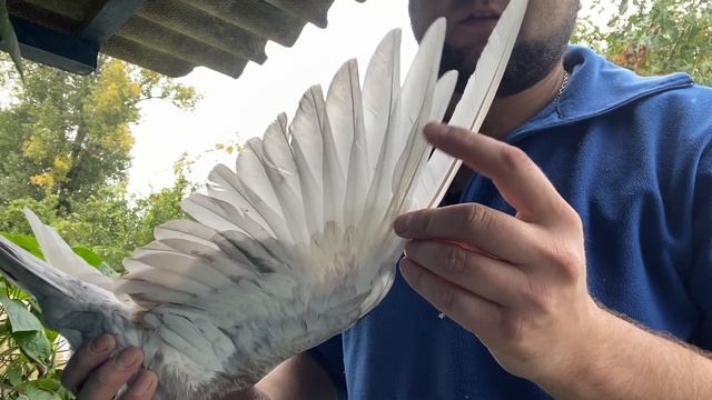 ЧТО Б ПОБЫСТРЕЙ ГОЛУБИ ПОЛЕТЕЛИ смотреть онлайн