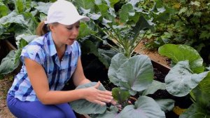 В два раза больше капусты с таким уходом! Всё о капусте, чем подкормить, как избавиться от слизней!