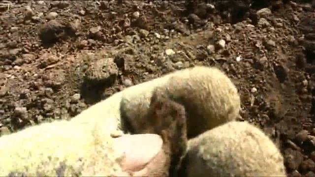 По золочёный кулон ,крестик . 1 крейцер 1851-17?? года смотреть онлайн