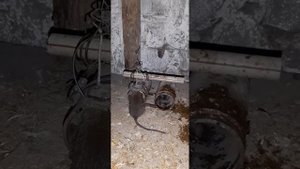 Ловушка для крыс своми руками. #крысы