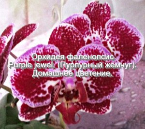 Орхидея фаленопсис Long Hsu Purple jewel (Пурпурный жемчуг). Домашнее цветение.