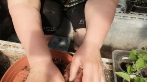 БЕГОНИИ. Отсаживаем детки от листа. ?