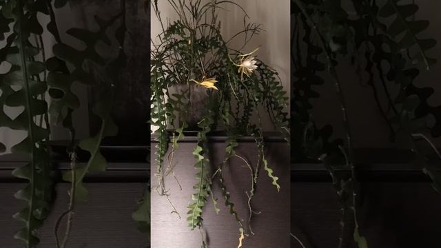 Phyllocactus flower opening timelaps