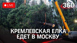 Кремлевскую елку из Волоколамска везут в Москву. Прямая трансляция