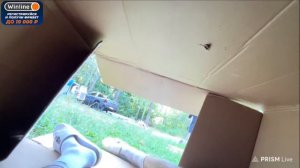 ХОЗЯЕВА В ЛЕСУ / ЧИЛЛ В ЛЕСУ / ХОЗЯЕВА СТРИМ