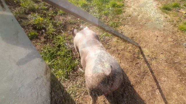 ✅Пополнение в свинарнике‼Дюрок+Дюрок Magnus,Терминал+Пьетрен‼ смотреть онлайн