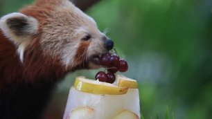 Красная панда отмечает День рождения