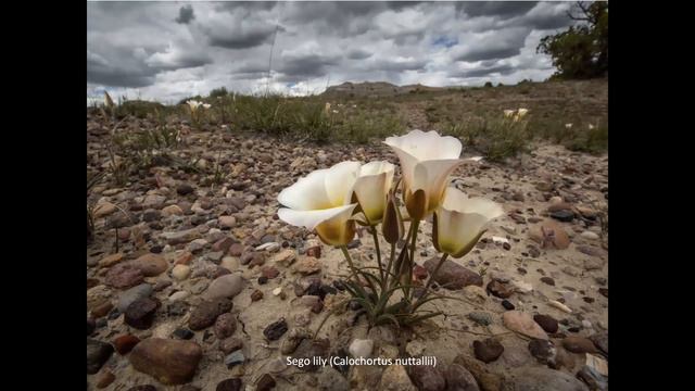 Wildflower Adventuring in New Mexico смотреть онлайн