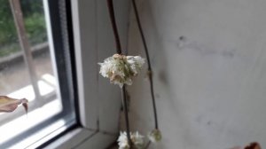 как цветет золотой ус