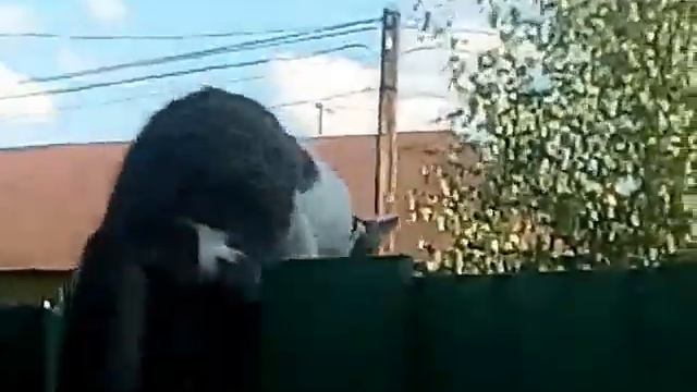 Кот заехал на дачу смотреть онлайн