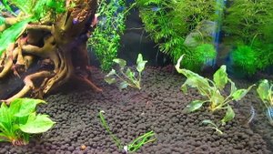 Гурами карликовый, пумила (Trichopsis pumila)