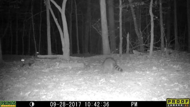 Opossums and Raccoons смотреть онлайн