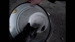 Как я учил кота мышей ловить