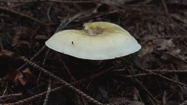 4K Amanita phalloides Mushroom Identification