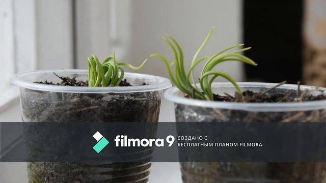 Італійська сосна / Итальянская сосна/ Pinea?