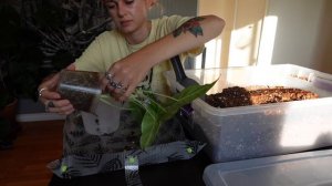 Do Plant Chores With Me | Repotting, tidying plant room, watering, & Thai roots check in